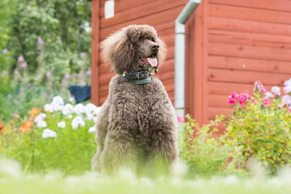 Портрет чёрного пса Королевского пуделя — стоковое фото