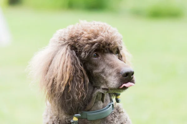 Portrait of black dog Royal poodle — Stock Photo, Image