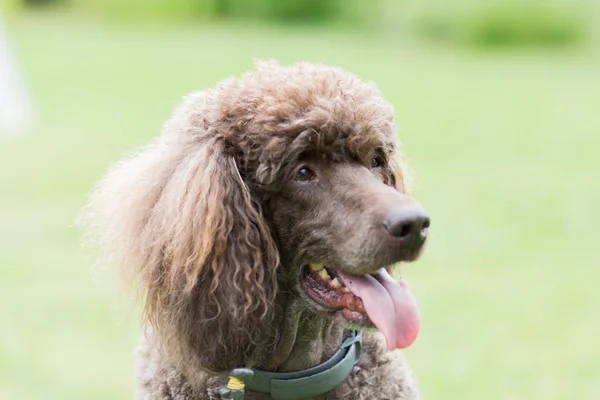 Portrait of black dog Royal poodle — Stock Photo, Image