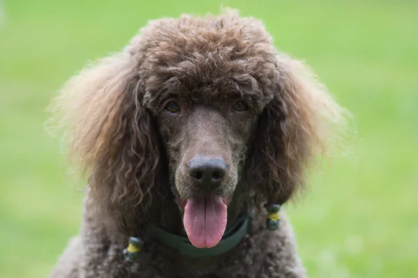 Retrato de cão preto Royal poodle — Fotografia de Stock