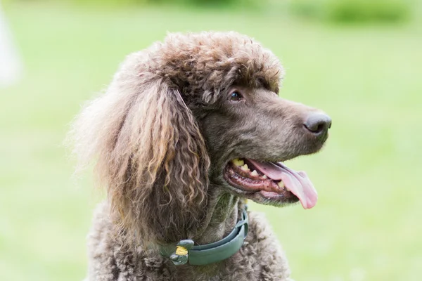 Retrato de cão preto Royal poodle — Fotografia de Stock