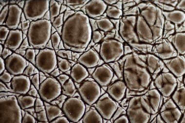 deri doku kahverengi