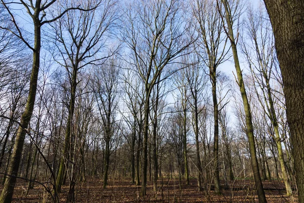 Bald tree in winter forest — Stock Photo, Image