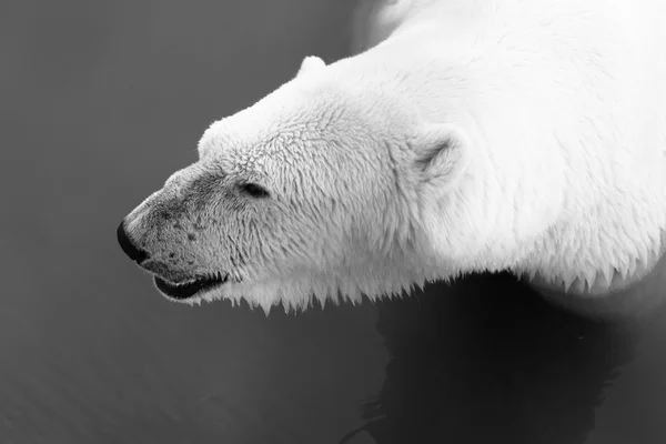 Porträtt av stor vit Björn — Stockfoto