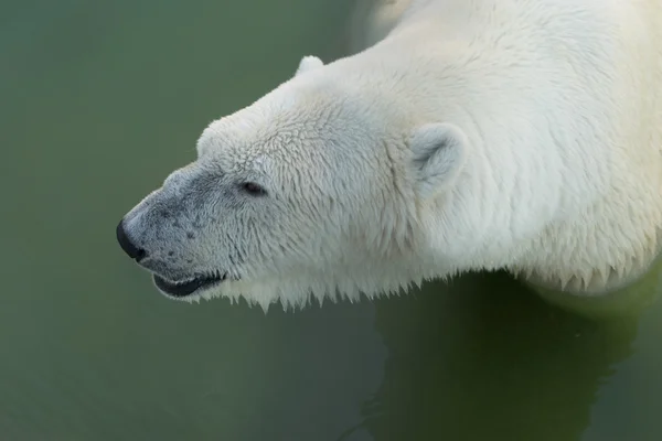 बड़े सफेद भालू का चित्र — स्टॉक फ़ोटो, इमेज