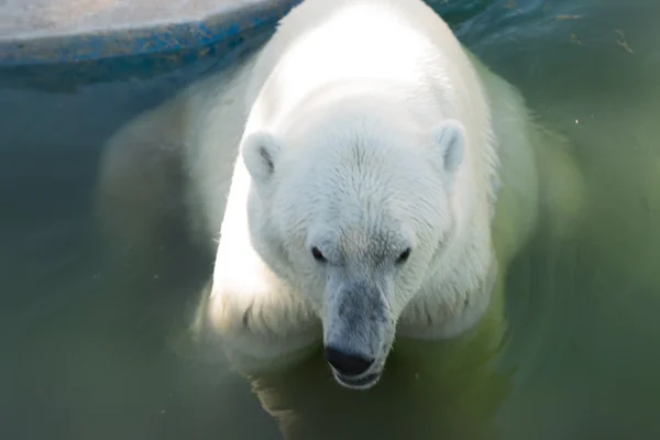 大きな白いクマの肖像画 ロイヤリティフリーのストック写真