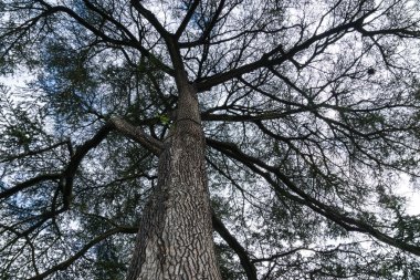 Çok eski sedir ağacı