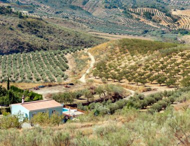Granada 'da zeytin ağaçlarının manzarası