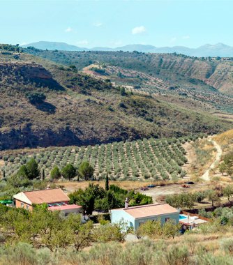 Granada 'da zeytin ağaçlarının manzarası
