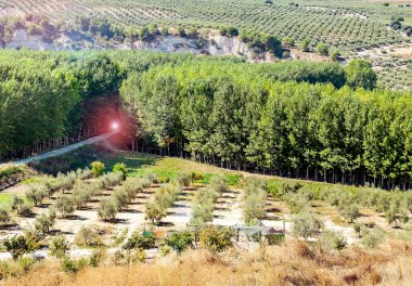 Granada 'da zeytin ağaçlarının manzarası