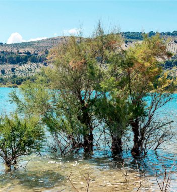 Granada 'daki Bermejales Bataklığı