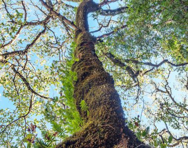 Gökyüzü ormandaki bir ağaçtan görünüyor.