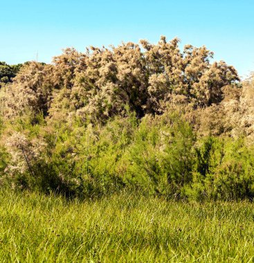 Ağaçlı Endülüs Tarlaları