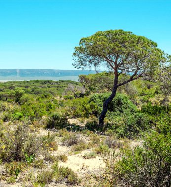 Ağaçlı Endülüs Tarlaları