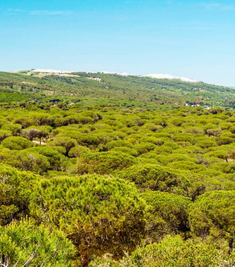 Ağaçlı Endülüs Tarlaları