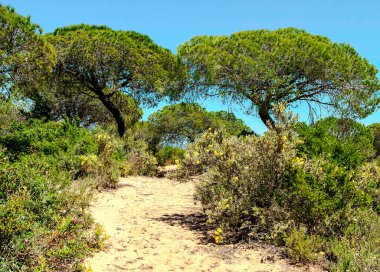 Ağaçlı Endülüs Tarlaları
