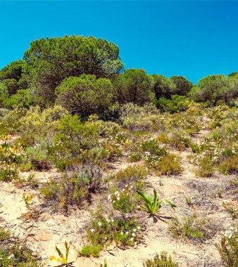 Ağaçlı Endülüs Tarlaları