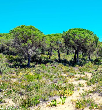 Ağaçlı Endülüs Tarlaları