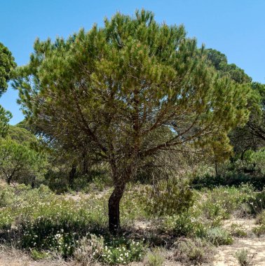 Ağaçlı Endülüs Tarlaları