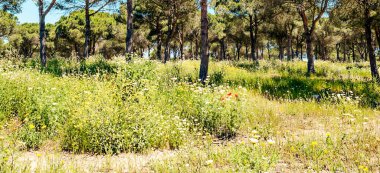 Ağaçlı Endülüs Tarlaları