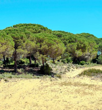 Ağaçlı Endülüs Tarlaları