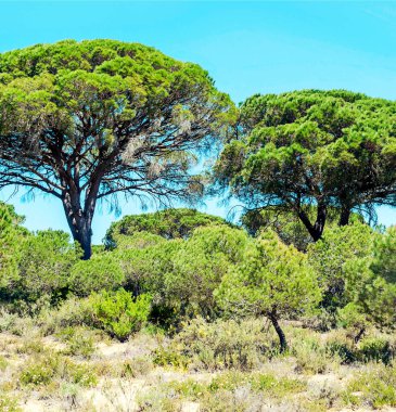 Ağaçlı Endülüs Tarlaları