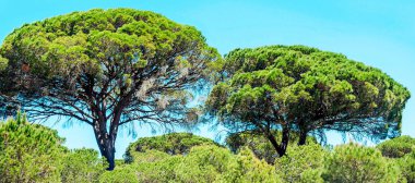 Ağaçlı Endülüs Tarlaları