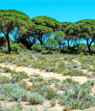 Ağaçlı Endülüs Tarlaları