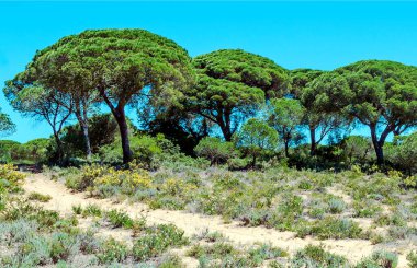 Ağaçlı Endülüs Tarlaları