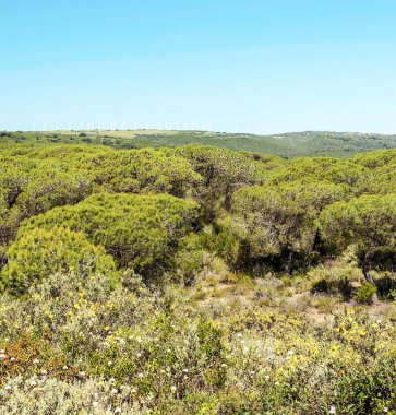 Ağaçlı Endülüs Tarlaları