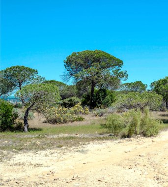 Ağaçlı Endülüs Tarlaları