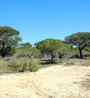 Ağaçlı Endülüs Tarlaları