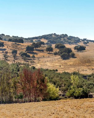 Güneşli bir günde İspanya 'da Sierra de Grazalema Dağları