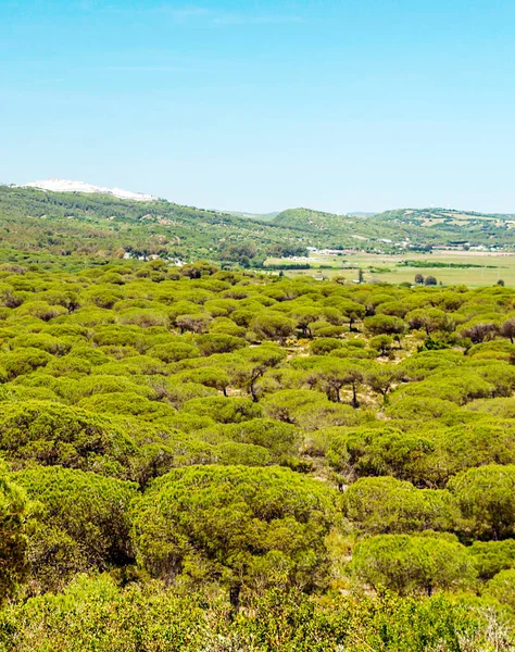 Pola Andaluzji Drzewami — Zdjęcie stockowe