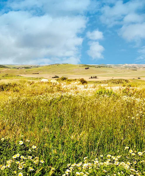 Velden Van Andalusië Met Bomen — Stockfoto