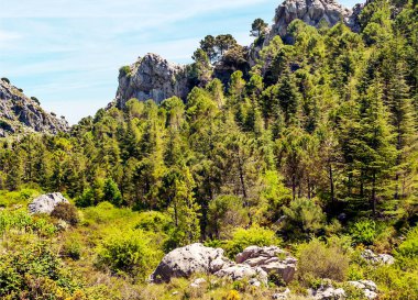 Güneşli bir günde İspanya 'da Sierra de Grazalema Dağları