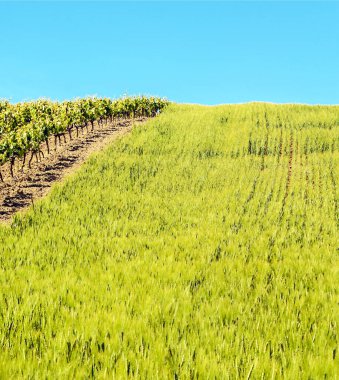 Güneşli bir günde Cadiz 'deki üzüm bağları