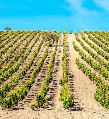 Güneşli bir günde Cadiz 'deki üzüm bağları