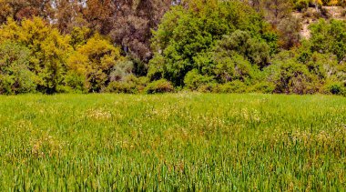 Ağaçlı Endülüs Tarlaları