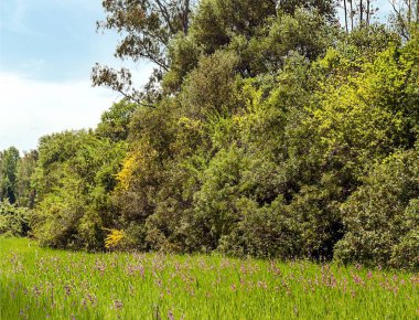 Ağaçlı Endülüs Tarlaları