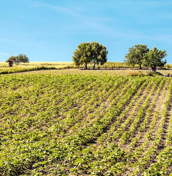 Vinodlingar Cadiz Solig Dag — Stockfoto