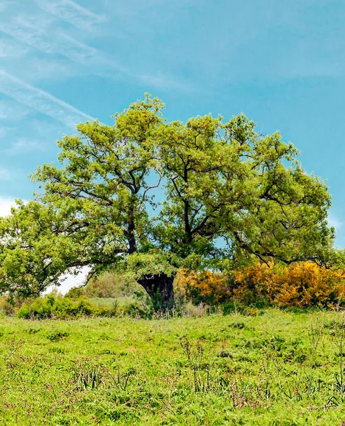 Campos Andaluzia Com Árvores — Fotografia de Stock