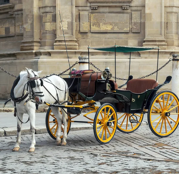 Chariot Cheval Devant Giralda Séville — Photo