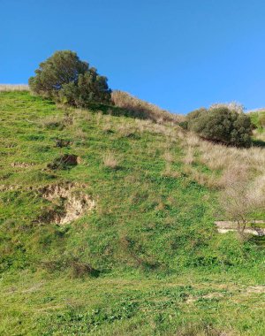Güneşli bir günde İspanya 'nın güneyinde Jerez de la Frontera Tarlası