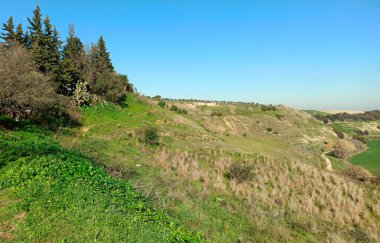 Güneşli bir günde İspanya 'nın güneyinde Jerez de la Frontera Tarlası