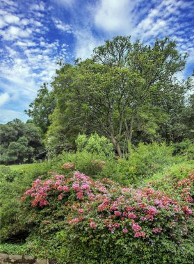 Bulutlu bir günde Kenya tatil beldesindeki bahçeler