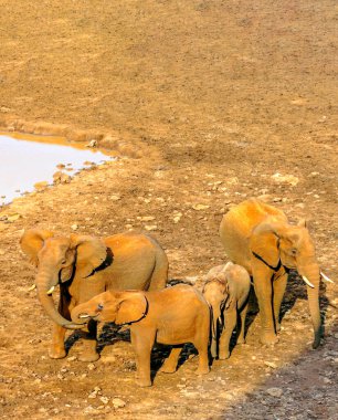 Kenya ovasında bulutlu bir gökyüzünün altında filler