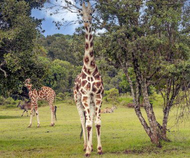 Afrika 'da Kenya ormanında zürafalar bulutlu bir günde