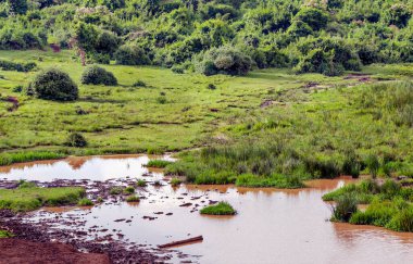 Kenya ormanında bulutlu bir günde ağaçlarla kaplı küçük bir göl.