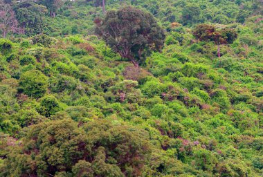 Kenya ormanındaki ağaçlar bulutlu bir günde